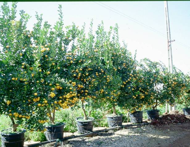 citrofortunella-x-mitis-viveros-floral