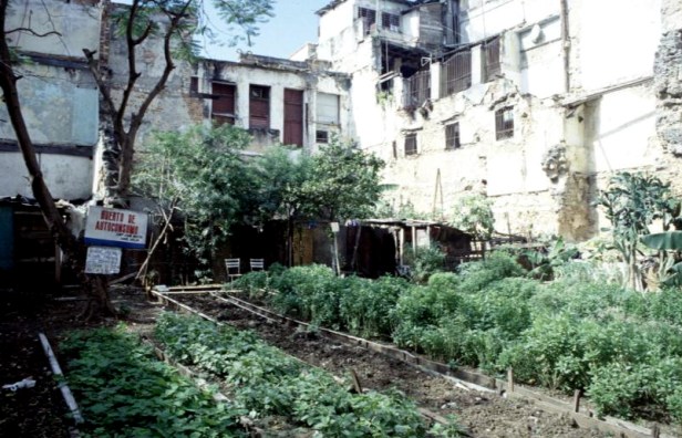 cuba-habana-vieja-huerto