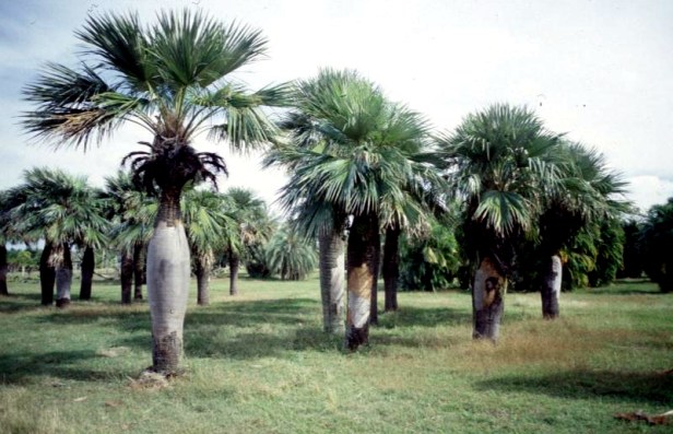 cuba-la-habana-jardin-botanico-colpothrinax-wrightii-palma-barrigona