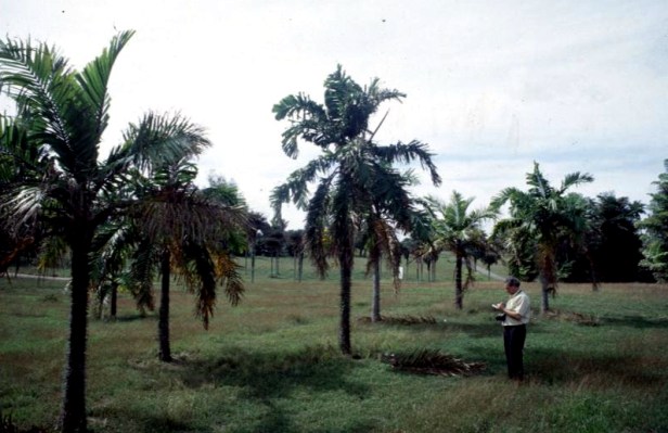 cuba-la-habana-jardin-botanico-jose-manuel