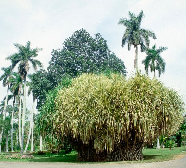 cuba-la-habana-pandanus-veitchi-variegata