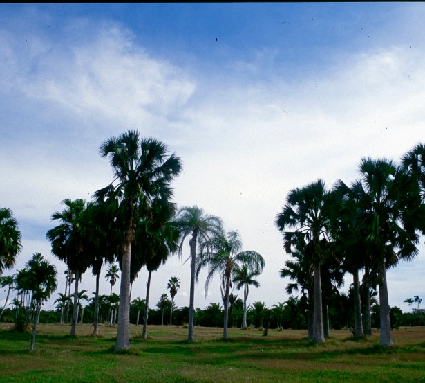 cuba-la-habana-sabal-palmeto