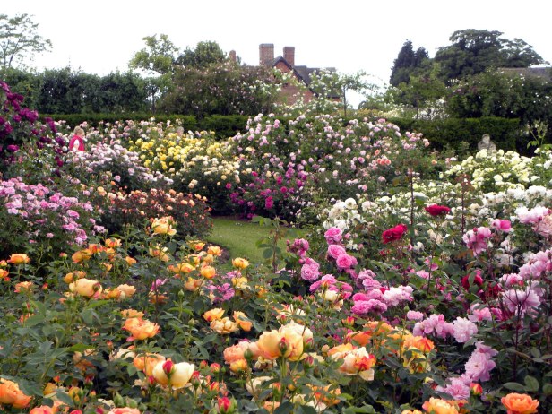 david-austin-rose-garden
