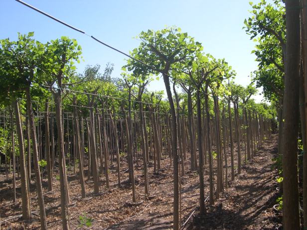 erythrina-crita-galli-1