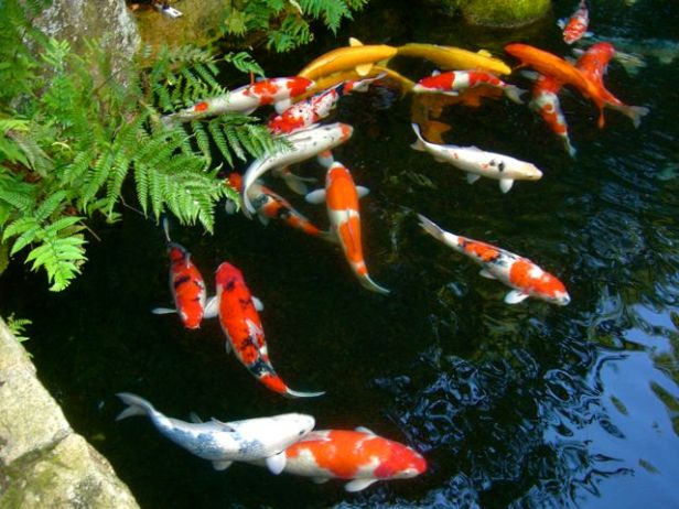 japon-periodo-momoyama-j-koipg