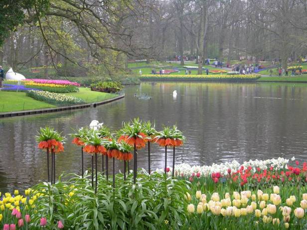 keukenhof-h-fritillarias