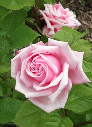 la-france-bred-by-guillot-france-1867