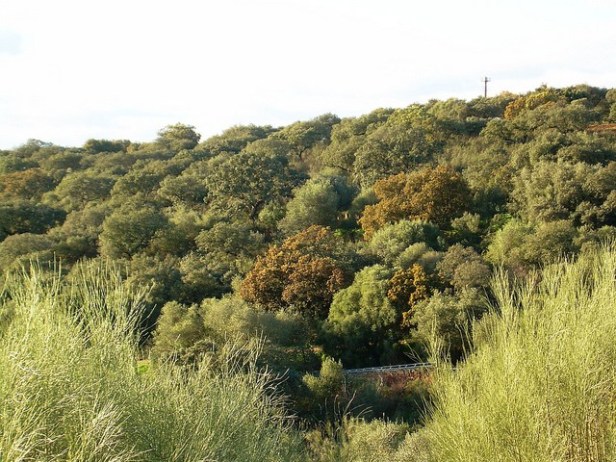 med-bosque-mediterraneo-a