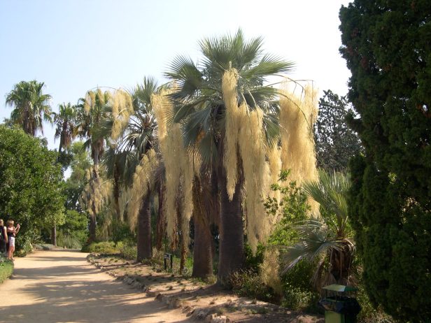 med-jardi-marimurtra-10