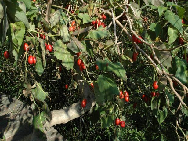med-jardin-exotico-de-val-rhameh-menton-costa-azul-cyphomandra-betacea