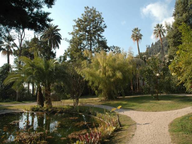 med-jardin-exotico-de-val-rhameh-menton-costa-azul-otatea-acuminata