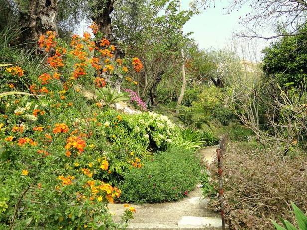 med-jardin-exotico-de-val-rhameh-menton-costa-azul-streptosolen-jamessonii