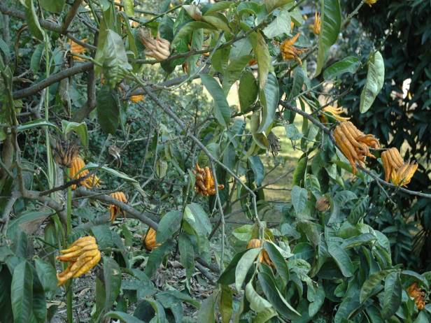 med-jardin-exotico-de-val-rhameh-menton-costa-azul