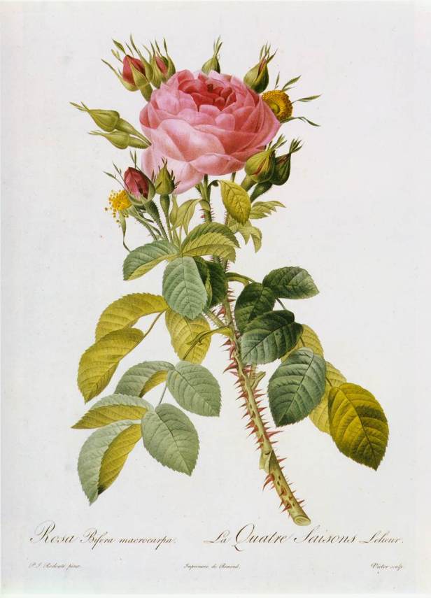pierre-joseph-redoute-rosa-bifera-macrocarpa