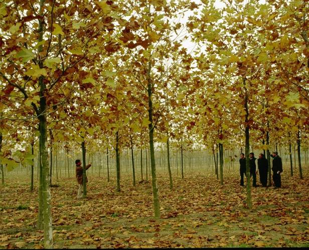 platanus-acerifolia