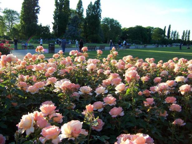 queens-mary-rose-garden