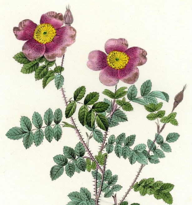 redoute-le-rosa-pimpinella