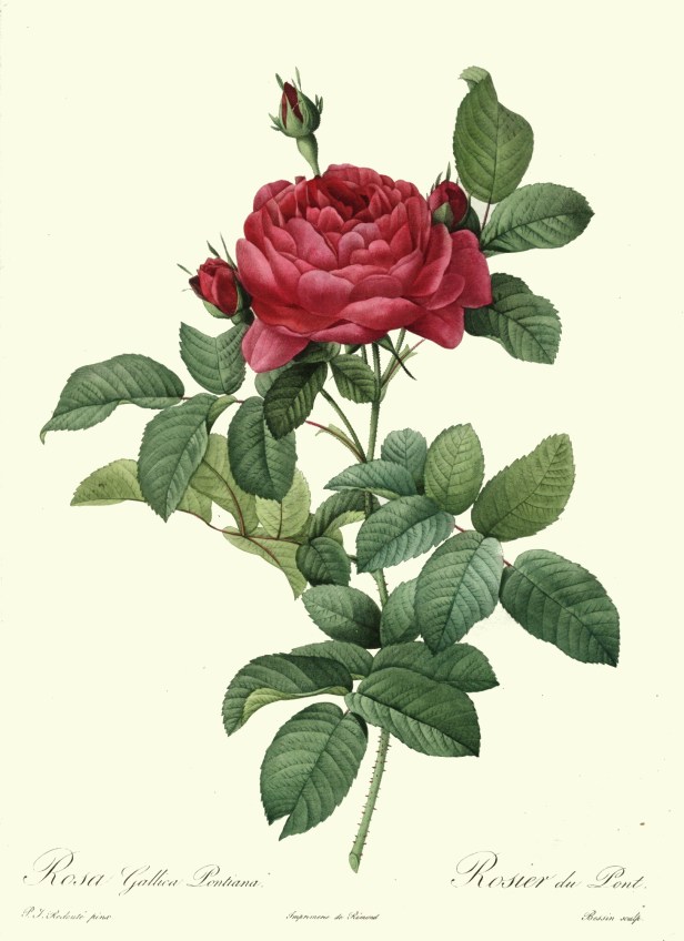 redoute_-_rosa_gallica_pontiana-x