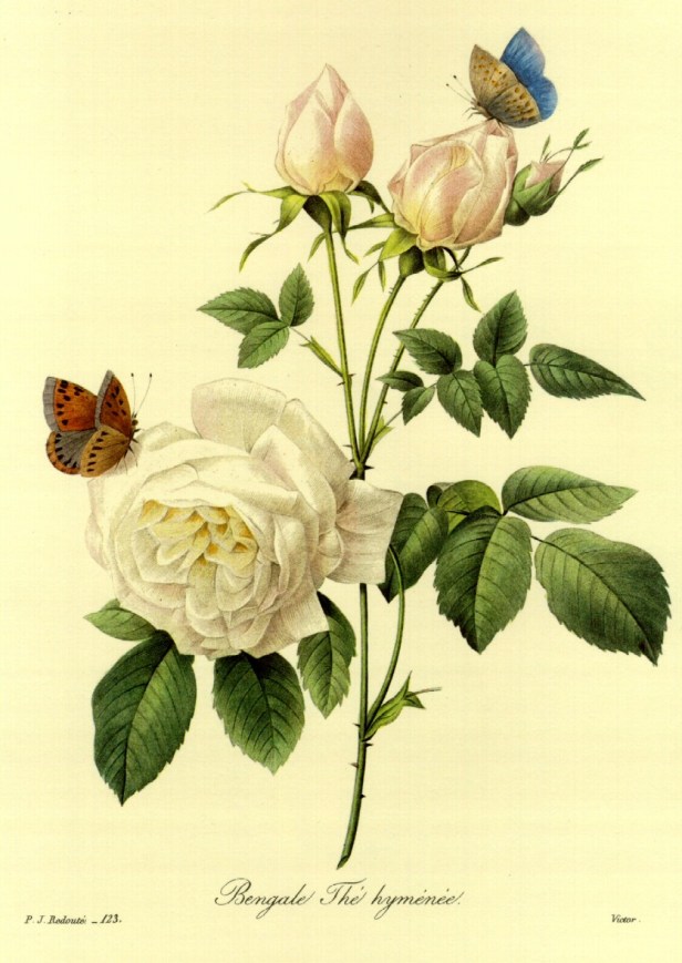 rosa-bengala
