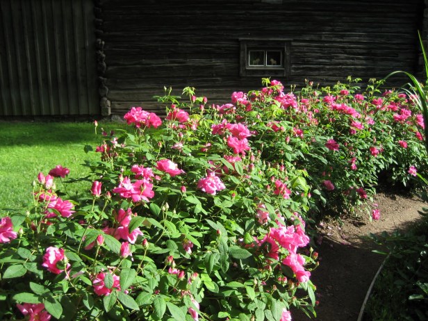 rosa-gallica-officinalis-2