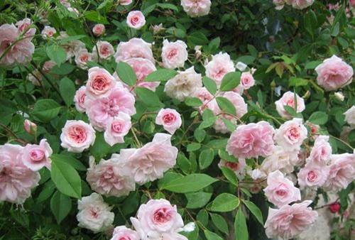 rosas-cecil-b-de-bruner