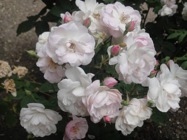 rosas-rosa-blush-noisette