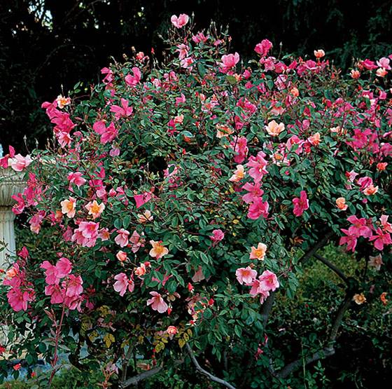 rosas-rosa-chinensis-mutabilis