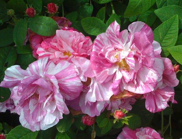 rosas-rosa-gallica-versicolor