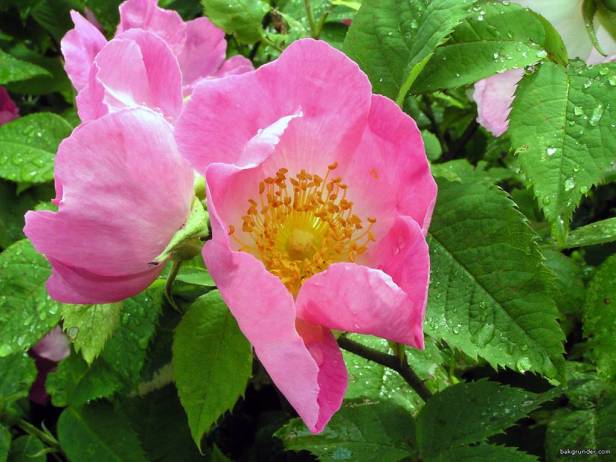 rosas-rosa-gallica