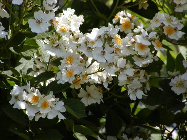 rosas-rosa-multiflora