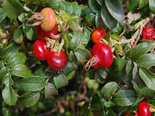 rosas-rosa-rugosa-frutos