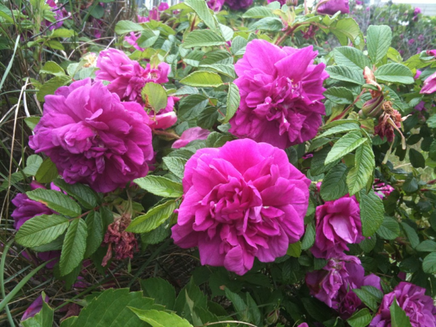 rosas-rosa-rugosa