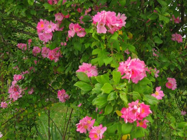 rosas-rosa-setigera-a