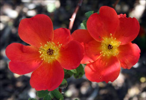 rosas-rosafoetida-bicolor-a
