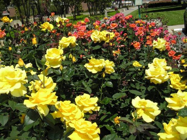rosas-yellow-pink