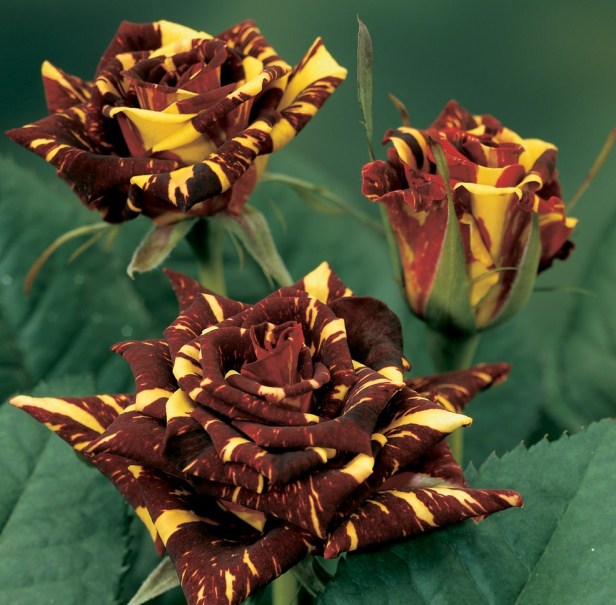 Schnittrose Abracadabra®, Züchter: W. Kordes' Söhne