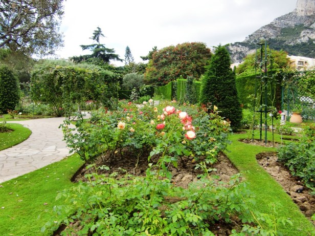 roseraie-princesse-grace-x6