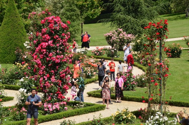 roseraiebagatelleparis2012-a