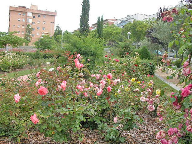 roserar_dot_i_camprubi_004