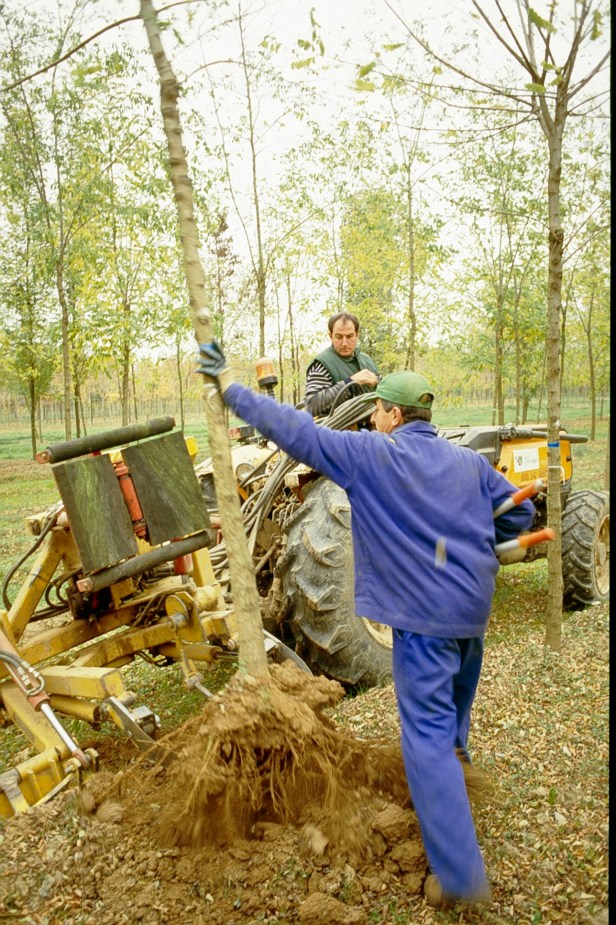 viveros-arranque-a-raiz-desnuda-a