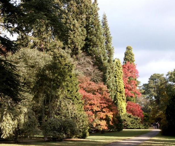 westonbirt-arboretum-n4