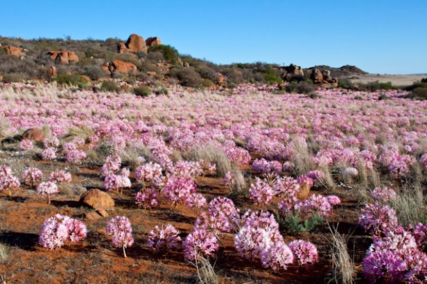 The Candelabra Flower, Brunsvigia bosmaniae, flowering in profusion in autumn amongst dry tufts of grasses below dolerite koppies on the Bokkeveld Escarpment near Nieuwoudtville, Northern Cape, South Africa
