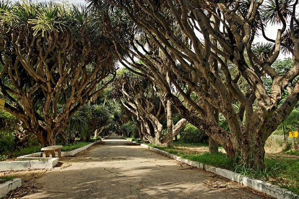 algeria-hamma-garden-xz