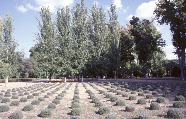 aranjuez-jardin-del-principe-lavandulas
