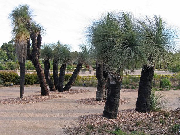 au-australis-kingia-australis-negro-gins-en-el-arido-jardinblackgins-cranbournevic