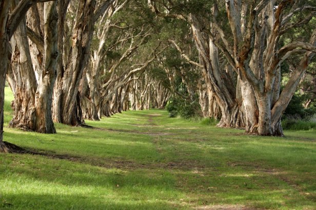 au-melaleuca-quinquenervia-commonly-known-as-the-broad-leaved-paperbark