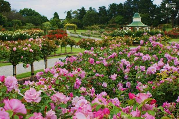 au-victoria-state-rose-garden