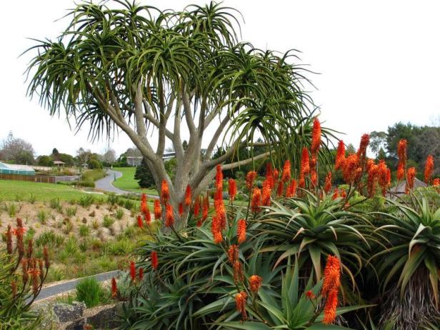 auckland-botanic-gardens