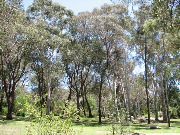 australian-national-botanic-garden-canberra-eucalyptusxoa