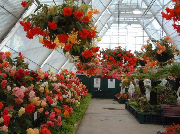 ballarat-begonias-5